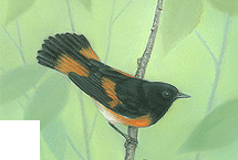 American Redstart
