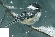 Black Capped Chickadees