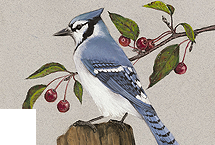 Blue Jay