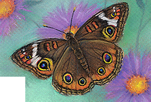 Common Buckeye Butterfly
