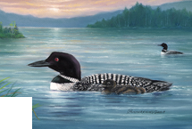 Common Loon