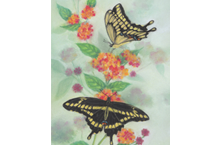 Flying Free Aubreys Visitors