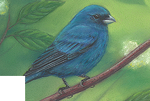 Indigo Bunting
