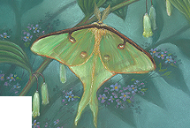Luna Moth