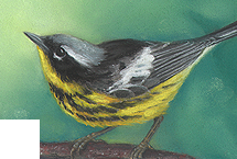 Magnolia Warbler