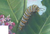 Monarch Caterpillar