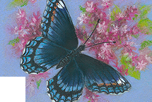 Red Spotted Purple Butterfly