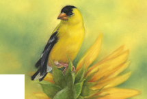 Sunny Perch