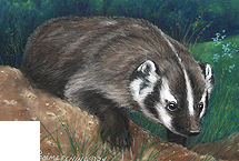 Wisconsin Badger